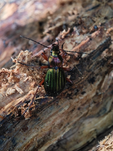 Carabus auronitens