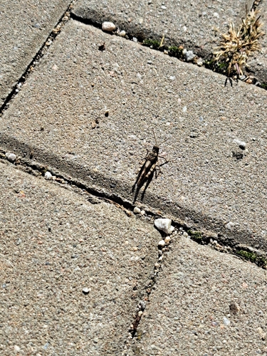 Blue-winged Grasshopper