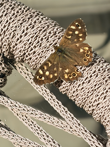 Speckled Wood