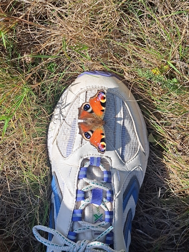 European Peacock Butterfly