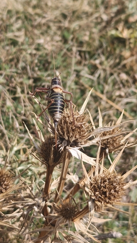 Western Saddle Bush-cricket