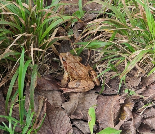 European Common Frog