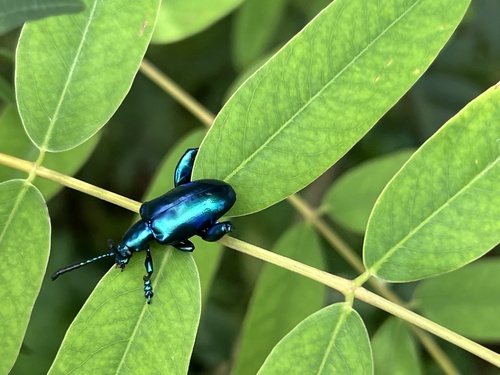 Frog-legged leaf beetle