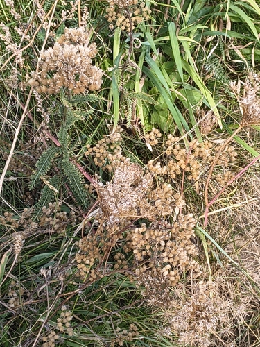 common yarrow