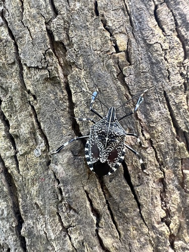 Yellow-spotted Stink Bug