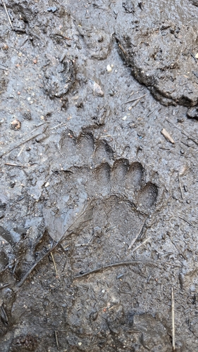 European Badger