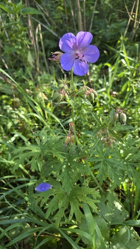 Meadow Crane's-bill
