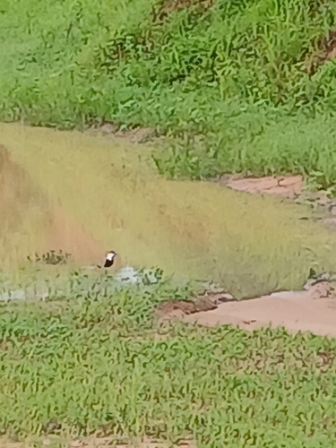 Spur-winged Lapwing