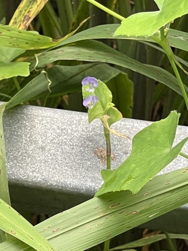 Benghal Dayflower