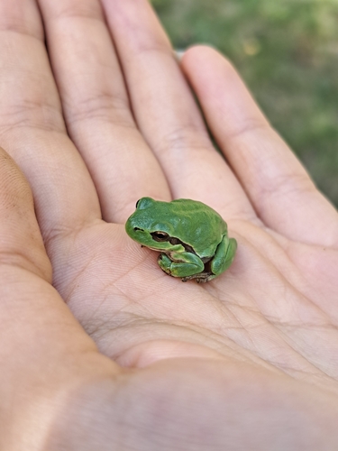 European Tree Frog