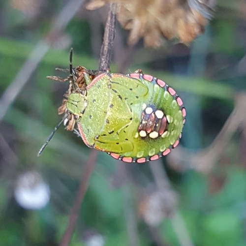 Southern Green Stink Bug