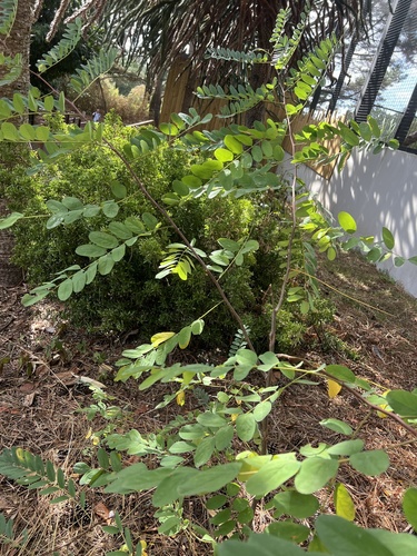 black locust