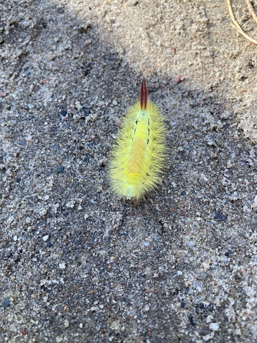 Pale Tussock Moth