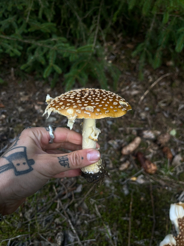 Royal fly agaric