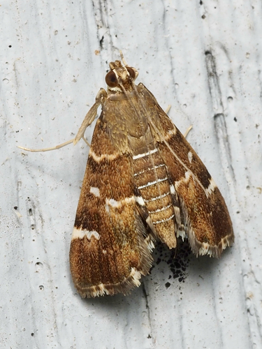 Spotted Beet Webworm Moth