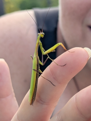 European Mantis