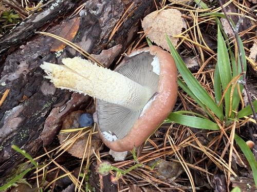 Conifer roundhead