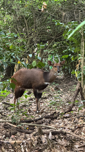 Southern Bushbuck