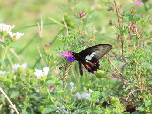 Spear-winged Cattleheart