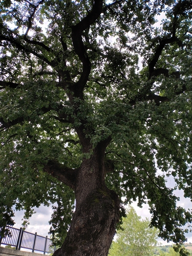 downy oak