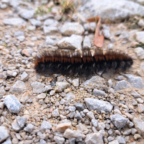 Fox Moth