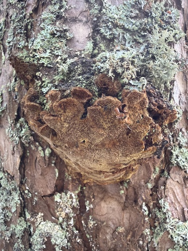 Pine Bracket