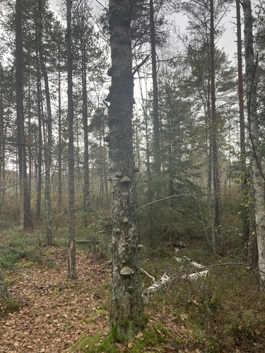 Hoof Fungus