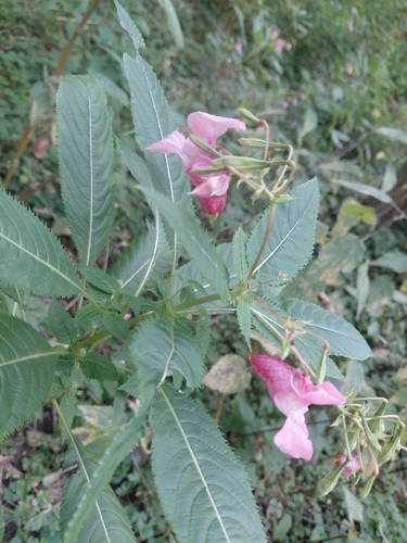 Himalayan balsam