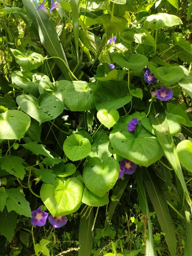 common morning-glory