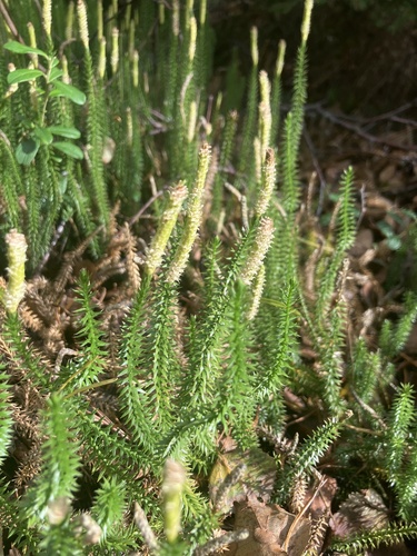 interrupted clubmoss
