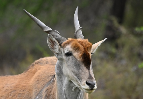 Common Eland