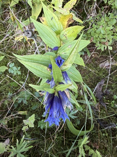 willow gentian