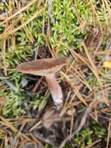 Rufous Milkcap