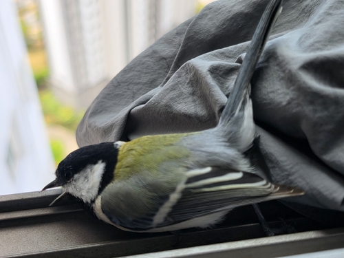 Asian Tit
