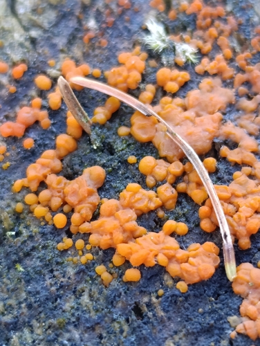 Jelly Spot Fungus