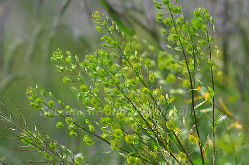 field penny-cress
