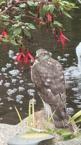 Eurasian Sparrowhawk
