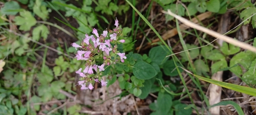 Oregano