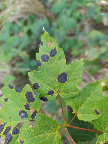 Black Tar Spot
