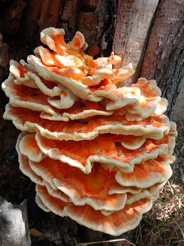 chicken of the woods