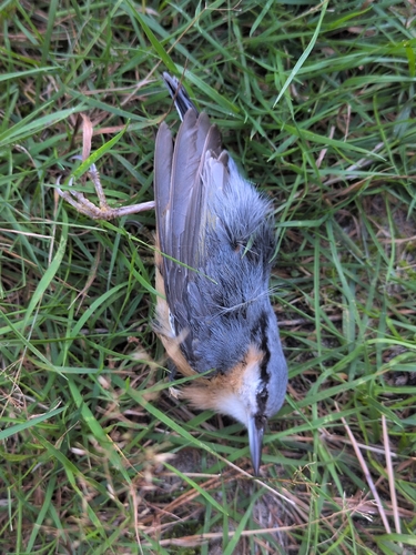 Eurasian Nuthatch