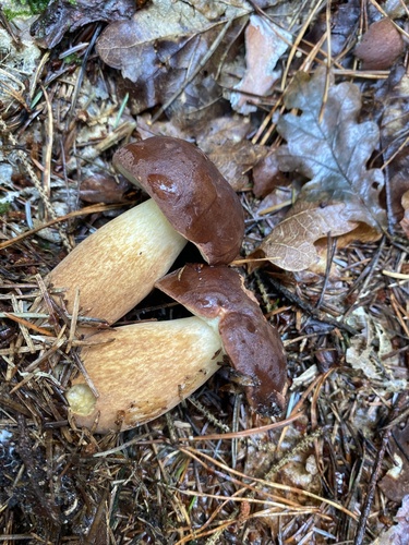 Bay Bolete