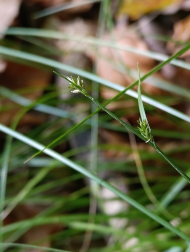Remote Sedge