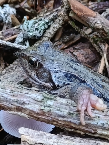 European Common Frog