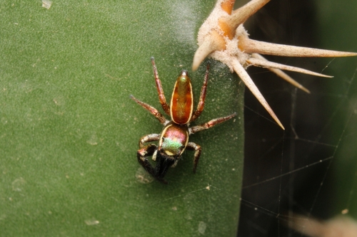 Bagheera kiplingi