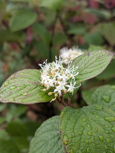 Tatarian dogwood