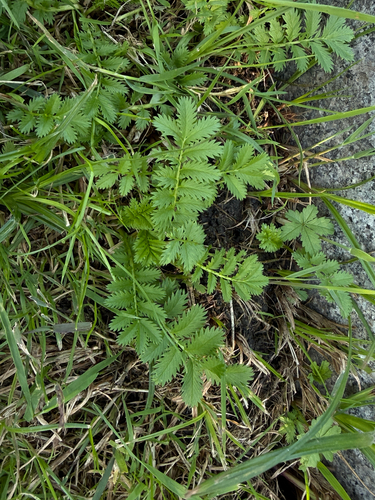 common silverweed
