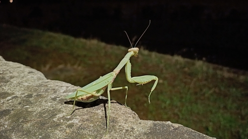 Transcaucasian Giant Mantis