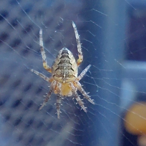 Cross Orbweaver
