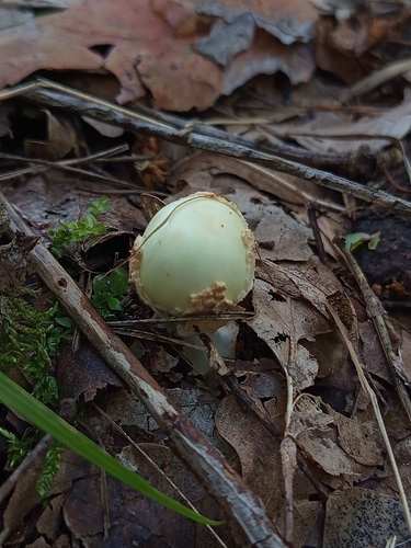 False Death-cap